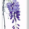 紫藤花 - 3