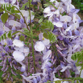  紫藤花- 4