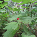 山溪旁的頂針莓 Thimbleberry