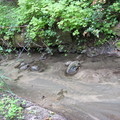  2010 八月初林子裡的小溪﹐只剩涓流