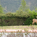 deers in the yard  from masterbed room