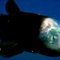 這種怪異的深海魚被稱之為「Barreleye」(學名大鰭後肛魚)，長著一個透明的腦袋和管狀的眼睛。Barreleye的眼睛對光線極為敏感，並且能夠在魚頭上充滿液體的透明防護體內旋轉。魚嘴上方的兩個小點可絕不是眼睛，而是嗅覺器官鼻孔。