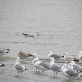 黃浦江上的野鳥