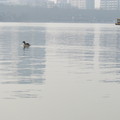 玄武湖上悠閒的水鴨