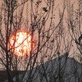 20110223屋頂樹枝中看夕陽