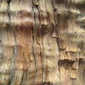 古樹的樹紋刻劃歷代風華