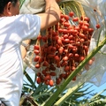 沙漠裡「椰棗」是旅人不可少的口糧，而南台灣的「椰棗」有另外一種風情