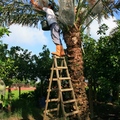 椰棗樹很高大，要攀著梯子上去，才能採果實