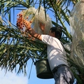 爬上樹端，用手一顆一顆地採下成熟的椰棗