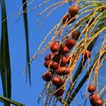 成串的椰棗，垂掛下來非常漂亮，有點像「檳榔」