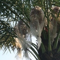 南台灣的椰棗，很嬌氣，要用紗網罩起來，像新娘子
