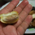 原來椰棗的果核有細長的外型，玲瓏可愛