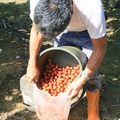 椰棗的豐收季
