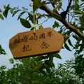 把夫妻二人的名字寫在木牌上，掛在棗樹上，用以紀念愛情。