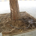 沙漠種樹的祕密是在樹根底下埋設膠管，滴灌清水