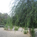 馬 亞很喜歡這種枝葉垂長，有飄逸美感的沙漠綠樹，但不知道它叫什麼名字?
