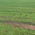 在阿布達比酋長皇宮的草坪上散步的小鳥真幸福！