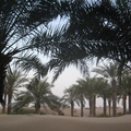沙丘起伏間，一株一株的椰棗樹，裝點著沙漠風光