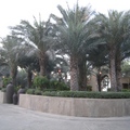 英姿煥發的椰棗樹，站在沙漠城堡的庭院中，很神氣！