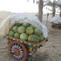 沙漠酒店，成排的椰棗樹下，有一車西瓜
