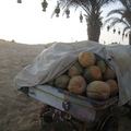 沙漠酒店外，沙丘起伏，椰棗樹下有一車南瓜，為造景用