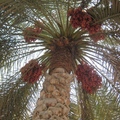波斯灣風情2結實纍纍的椰棗樹