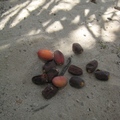 從椰棗樹上落到沙地上，然後慢慢自然乾燥，就是椰棗乾了