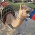 口氣不佳的駱駝，戴上了編織的口罩，背上舖著軟墊，準備服侍遊客啦！