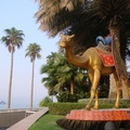 這隻站在Burj Al Arab帆船飯店大門口的駱駝，名氣很大，是觀光客最愛拍照的地點