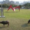 台北藝術大學校園的草地上，有二隻快活的水牛正在啃青草