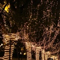 這是燈會期間台北信義區的路樹，打扮成「火樹銀花」的模樣