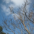葉子落盡，只剩枯枝，映著天上的冷雲，這就是馬那邦山的冬景了