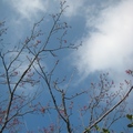 冬日晴空下，馬那邦山一株早開的山櫻花，有股蓄勢待發的氣質