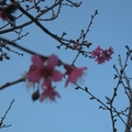 冬日晴空下，馬那邦山一株早開的山櫻花，令人驚艷