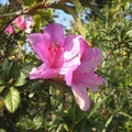 開在標高1406米馬那邦山的杜鵑花，冬陽下，傳送春天的信息