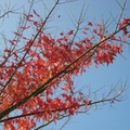 冬陽下，晴空萬里，一簇楓紅，特別艷麗