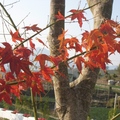苗栗馬那邦山標高1406米，這是冬陽下的馬那邦紅楓葉