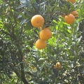 苗栗的柑橘園，掛滿黃澄澄的年柑，多汁香甜，口感極佳。
