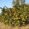結實纍纍的柑橘園，垂著滿樹金黃色的年柑，正是「好年冬」的寫照