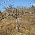 山坡上的梨樹尚未開花，這模樣才像在等待春天。