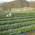 苗栗大湖的草莓田，整潔美觀，是由專人照料的觀客果園