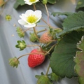 潔白的草莓花，模樣清雅，惹人憐愛。就連花梗、花托都是挺美的！