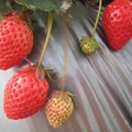 紅艷艷的草莓，令人垂涎，真想咬一口！