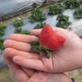 托在手掌上是大湖的草莓，形狀好美，真是一顆甜心！