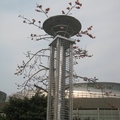 在台北小巨蛋花卉博覽會場的外面，街道上的木棉花已經開了