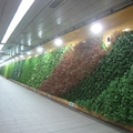 台北捷運站好氣派的綠色「植生牆」