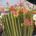 2009年台北國際花卉展，用火焰花紮成的展品