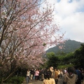 淡水天元宮盛開的櫻花樹下，擠滿賞花拍照的人