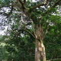 這是淡水天元宮庭園裡的蒼蒼綠樹