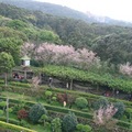 淡水天元宮的庭園平日都是由園丁們細心整理，所以櫻花盛開時，特別漂亮